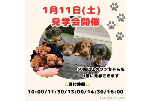 成約済の茨城県のトイプードル-321656の4枚目